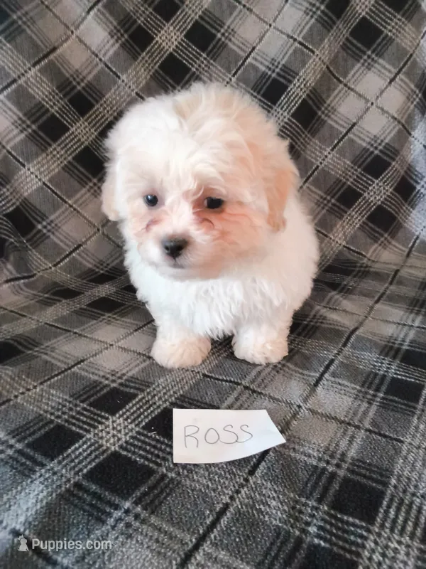 Ross – Bichon Frise, Shih Tzu puppy for sale in Hopkinsville, KY
