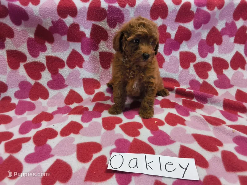 Oakley – Poodle - Miniature  puppy for sale in Hopkinsville, KY