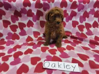 Oakley, a female Poodle - Miniature  for sale in Hopkinsville, KY – 1 of 3
