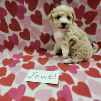 Jewel, a female Bichpoo for sale in Hopkinsville, KY – Photo 3 of 4