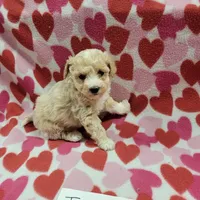 Jewel, a female Bichpoo for sale in Hopkinsville, KY – Photo 4 of 4