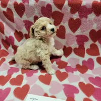 Jewel, a female Bichpoo for sale in Hopkinsville, KY – Photo 2 of 4