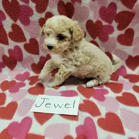 Jewel, a female Bichpoo for sale in Hopkinsville, KY – Photo 1 of 4