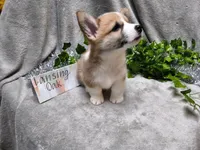 Lansing, a male Pembroke Welsh Corgi for sale in Hopkinsville, KY – 5 of 5