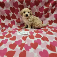Jenny, a female Bichpoo for sale in Hopkinsville, KY – Photo 3 of 4