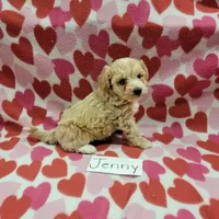 Jenny, a female Bichpoo for sale in Hopkinsville, KY – Photo 2 of 4