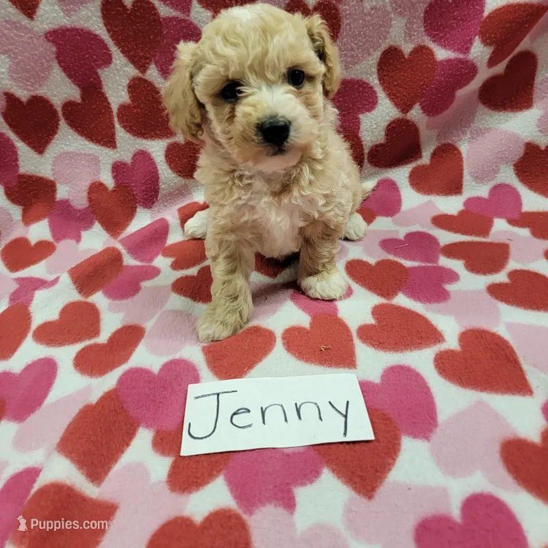 Jenny
