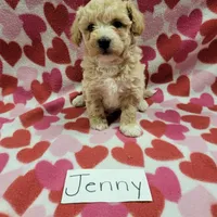 Jenny, a female Bichpoo for sale in Hopkinsville, KY – Photo 4 of 4