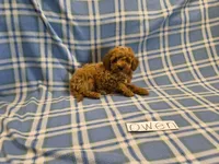 Owen, a male Poodle - Miniature  for sale in Hopkinsville, KY – 4 of 4