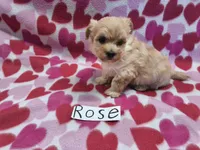 Rose, a female Maltipoo for sale in Hopkinsville, KY – 1 of 3