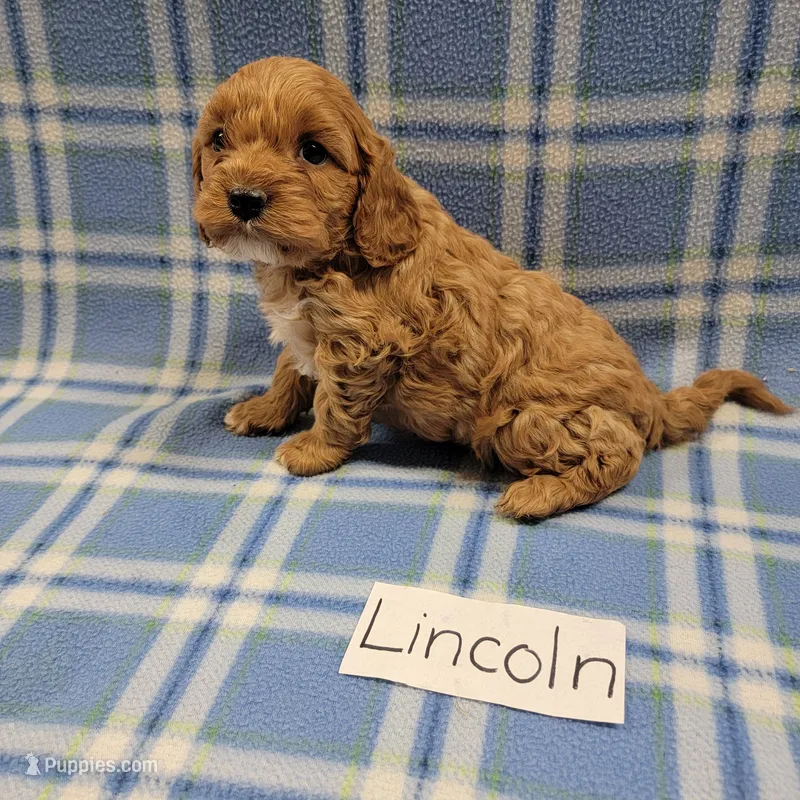 Lincoln