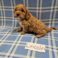 Lincoln, a male Cavapoo for sale in Hopkinsville, KY – Photo 1 of 4