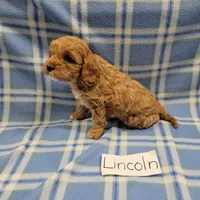 Lincoln, a male Cavapoo for sale in Hopkinsville, KY – Photo 4 of 4