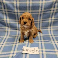 Lincoln, a male Cavapoo for sale in Hopkinsville, KY – Photo 3 of 4