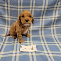 Lincoln, a male Cavapoo for sale in Hopkinsville, KY – Photo 2 of 4