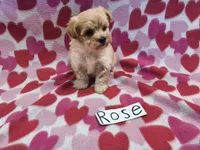 Rose, a female Maltipoo for sale in Hopkinsville, KY – 3 of 3