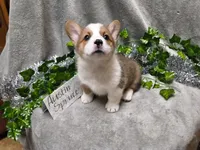 Austin, a male Pembroke Welsh Corgi for sale in Hopkinsville, KY – 4 of 6