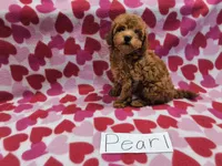 Pearl, a female Maltipoo for sale in Hopkinsville, KY – 3 of 4