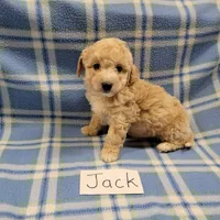 Jack, a male Bichpoo for sale in Hopkinsville, KY – Photo 2 of 4