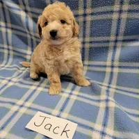 Jack, a male Bichpoo for sale in Hopkinsville, KY – Photo 3 of 4