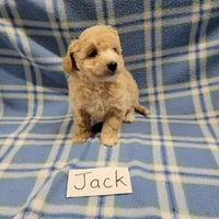 Jack, a male Bichpoo for sale in Hopkinsville, KY – Photo 4 of 4