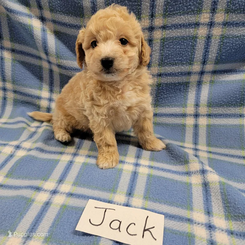 Jack