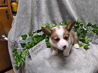 Austin, a male Pembroke Welsh Corgi for sale in Hopkinsville, KY – 3 of 6