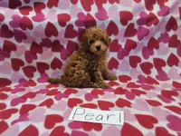 Pearl, a female Maltipoo for sale in Hopkinsville, KY – 4 of 4