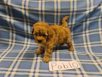 Pablo, a male Maltipoo for sale in Hopkinsville, KY – 3 of 3