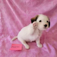 MARIA, a female Cavapoo and Shih Tzu for sale in Hopkinsville, KY – Photo 2 of 4