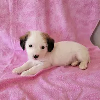 MARIA, a female Cavapoo and Shih Tzu for sale in Hopkinsville, KY – Photo 4 of 4