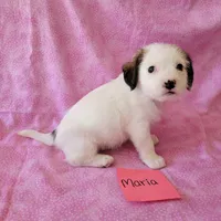 MARIA, a female Cavapoo and Shih Tzu for sale in Hopkinsville, KY – Photo 1 of 4