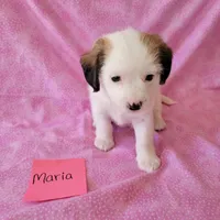 MARIA, a female Cavapoo and Shih Tzu for sale in Hopkinsville, KY – Photo 3 of 4