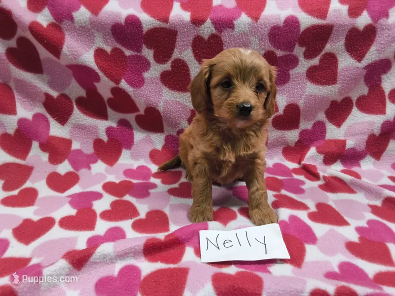 Nelly – Cavapoo puppy for sale in Hopkinsville, KY