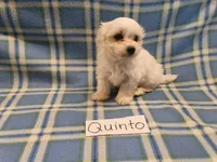 Quinto, a male Maltese for sale in Hopkinsville, KY – 3 of 3