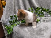 Lincoln, a male Pembroke Welsh Corgi for sale in Hopkinsville, KY – 4 of 4