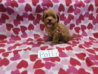 Polly, a female Maltipoo for sale in Hopkinsville, KY – 3 of 4