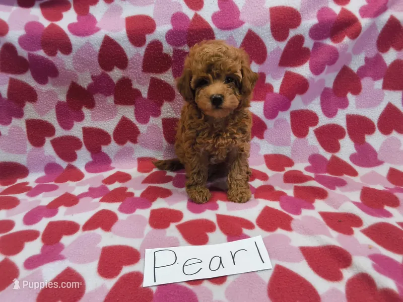 Pearl – Maltipoo puppy for sale in Hopkinsville, KY