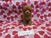 Pearl, a female Maltipoo for sale in Hopkinsville, KY – 1 of 4