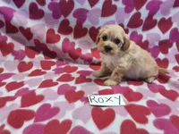 Roxy, a female Maltipoo for sale in Hopkinsville, KY – 3 of 3