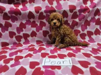 Pearl, a female Maltipoo for sale in Hopkinsville, KY – 2 of 4