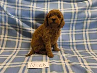 Nick, a male Cavapoo for sale in Hopkinsville, KY – 1 of 1