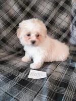 Ross, a male Bichon Frise and Shih Tzu for sale in Hopkinsville, KY – Photo 2 of 4