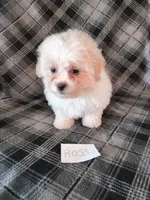 Ross, a male Bichon Frise and Shih Tzu for sale in Hopkinsville, KY – Photo 3 of 4