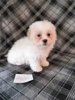 Ross, a male Bichon Frise and Shih Tzu for sale in Hopkinsville, KY – Photo 1 of 4