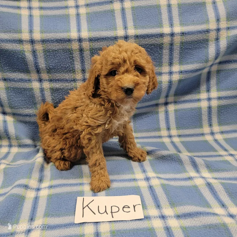 Kuper