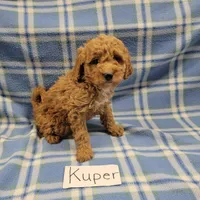 Kuper, a male Cockapoo for sale in Hopkinsville, KY – Photo 1 of 4