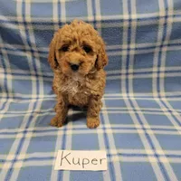 Kuper, a male Cockapoo for sale in Hopkinsville, KY – Photo 3 of 4