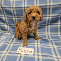 Kuper, a male Cockapoo for sale in Hopkinsville, KY – Photo 4 of 4