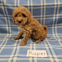 Kuper, a male Cockapoo for sale in Hopkinsville, KY – Photo 2 of 4